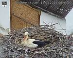 Capi_Dubne_20260512_084503.jpg
