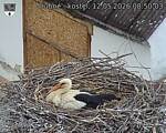 Capi_Dubne_20260512_085003.jpg