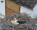 Capi_Dubne_20260512_090002.jpg