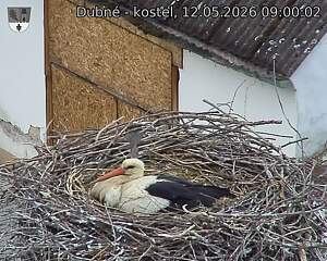 Capi_Dubne_20260512_090002.jpg (1350&nbsp;x&nbsp;1080)