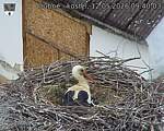 Capi_Dubne_20260512_094003.jpg