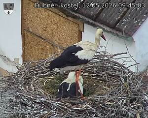 Capi_Dubne_20260512_094503.jpg (1350&nbsp;x&nbsp;1080)