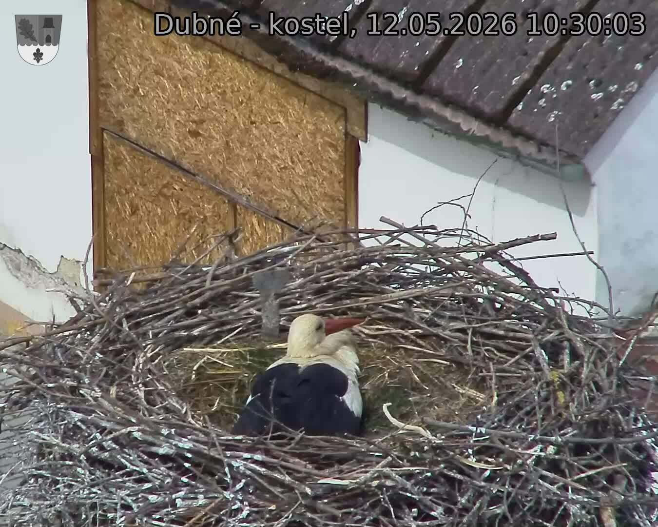 Capi_Dubne_20260512_103003.jpg (1350&nbsp;x&nbsp;1080)