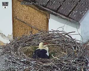 Capi_Dubne_20260512_103003.jpg (1350&nbsp;x&nbsp;1080)