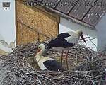 Capi_Dubne_20260512_120502.jpg