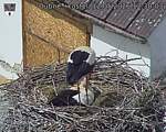 Capi_Dubne_20260512_123003.jpg
