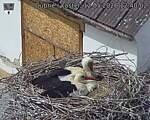 Capi_Dubne_20260512_124002.jpg