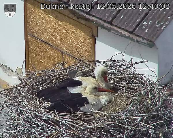 Capi_Dubne_20260512_124002.jpg (1350&nbsp;x&nbsp;1080)