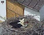 Capi_Dubne_20260512_124503.jpg