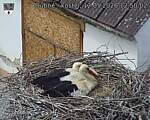 Capi_Dubne_20260512_125002.jpg