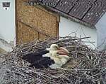 Capi_Dubne_20260512_125502.jpg