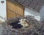 Capi_Dubne_20260512_130003.jpg