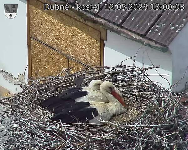 Capi_Dubne_20260512_130003.jpg (1350&nbsp;x&nbsp;1080)