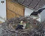 Capi_Dubne_20260512_132004.jpg