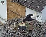Capi_Dubne_20260512_134503.jpg