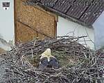 Capi_Dubne_20260512_141502.jpg
