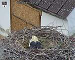 Capi_Dubne_20260512_143503.jpg