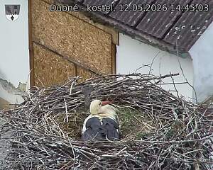 Capi_Dubne_20260512_144503.jpg (1350&nbsp;x&nbsp;1080)