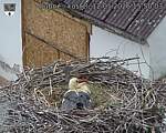 Capi_Dubne_20260512_155003.jpg