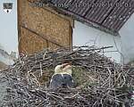 Capi_Dubne_20260512_160003.jpg