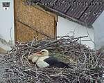 Capi_Dubne_20260512_161503.jpg