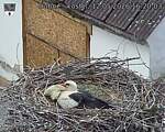 Capi_Dubne_20260512_162003.jpg