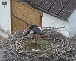 Capi_Dubne_20260512_163503.jpg