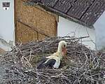 Capi_Dubne_20260512_165002.jpg