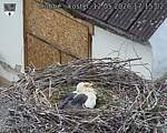 Capi_Dubne_20260512_171502.jpg