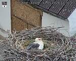 Capi_Dubne_20260512_173003.jpg