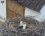 Capi_Dubne_20260512_173502.jpg
