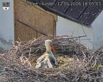 Capi_Dubne_20260512_180503.jpg