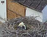 Capi_Dubne_20260512_182003.jpg