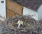 Capi_Dubne_20260512_183503.jpg