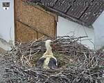 Capi_Dubne_20260512_184002.jpg