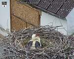 Capi_Dubne_20260512_184503.jpg