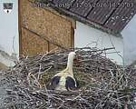 Capi_Dubne_20260512_185003.jpg