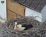 Capi_Dubne_20260512_190003.jpg