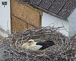 Capi_Dubne_20260512_192002.jpg