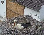 Capi_Dubne_20260512_193003.jpg
