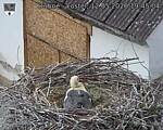 Capi_Dubne_20260512_194504.jpg