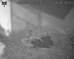 Capi_Dubne_20260513_001003.jpg