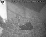 Capi_Dubne_20260513_003003.jpg