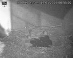 Capi_Dubne_20260513_005502.jpg