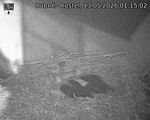 Capi_Dubne_20260513_011502.jpg
