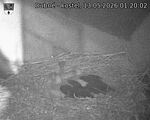 Capi_Dubne_20260513_012002.jpg