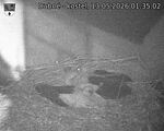 Capi_Dubne_20260513_013502.jpg