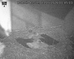 Capi_Dubne_20260513_014503.jpg