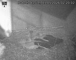 Capi_Dubne_20260513_022002.jpg