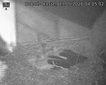 Capi_Dubne_20260513_040503.jpg